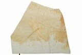 Fossil Dragonfly (Pos/Neg) - Solnhofen Limestone #227344-3